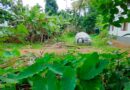 Residential Land for sale in Nedupuzha Kanimangalam Thrissur