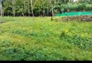 Resiendial land for sale in Kodaly, Kodakkara, Thrissur