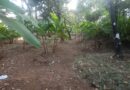 11 cent Residential Land for sale in Kolazhy,Poovani,Thrissur