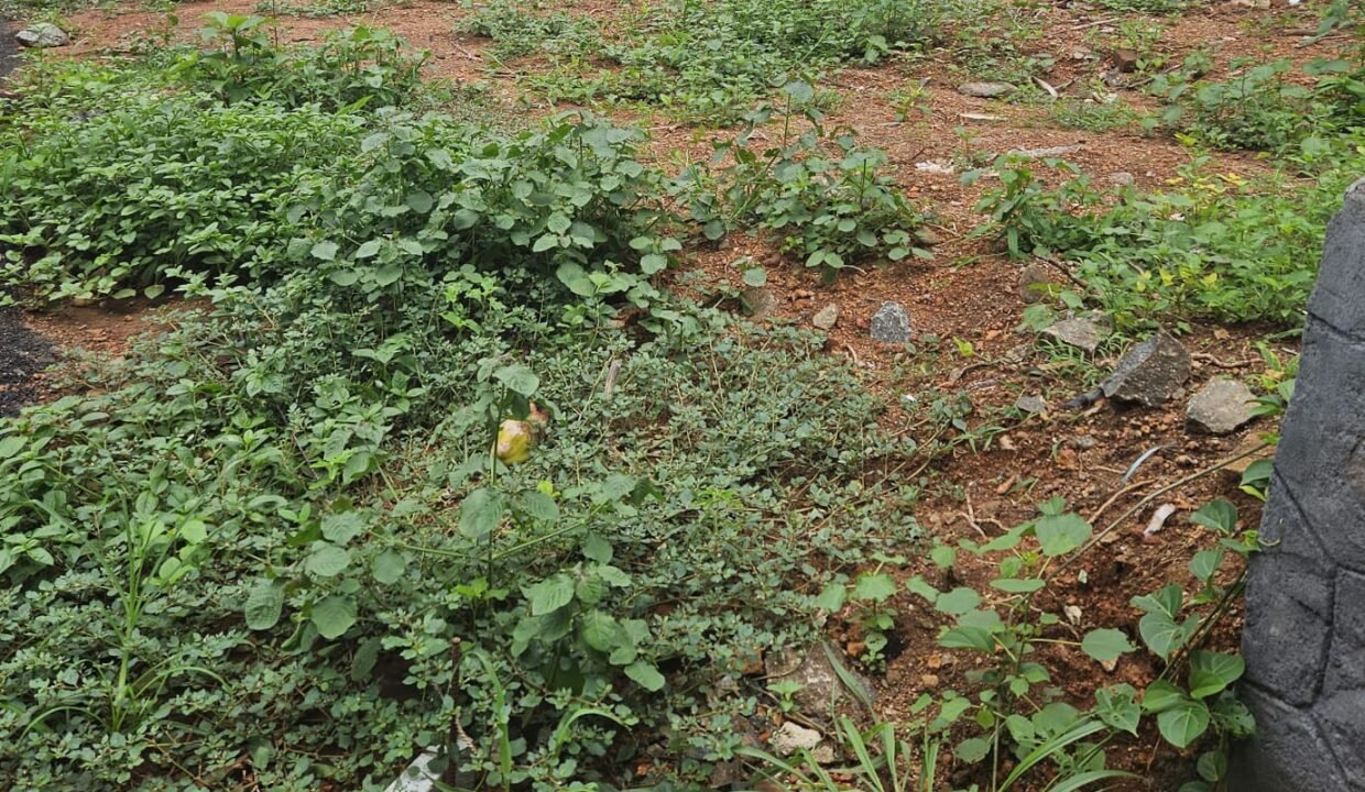 kuriachira_17.5cent