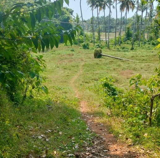 Land (paramb)-83 cent for sale in Kaiparamb, Edakkalathur, Thrissur