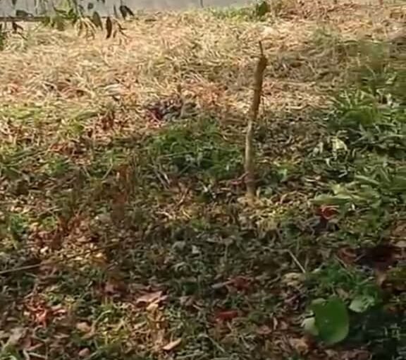 Residential land- 20 cents For sale in Madakkathara center , Thrissur.