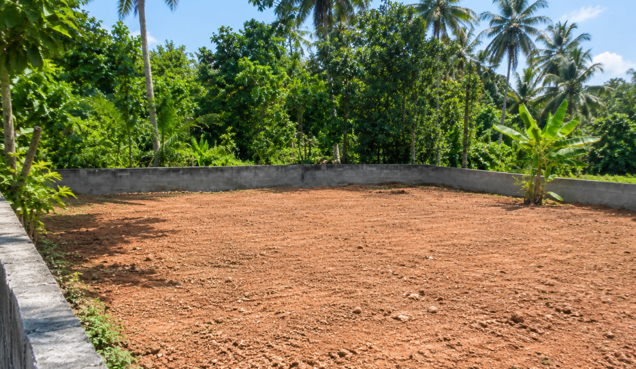 Tropical Cleared Plot with Palm Trees