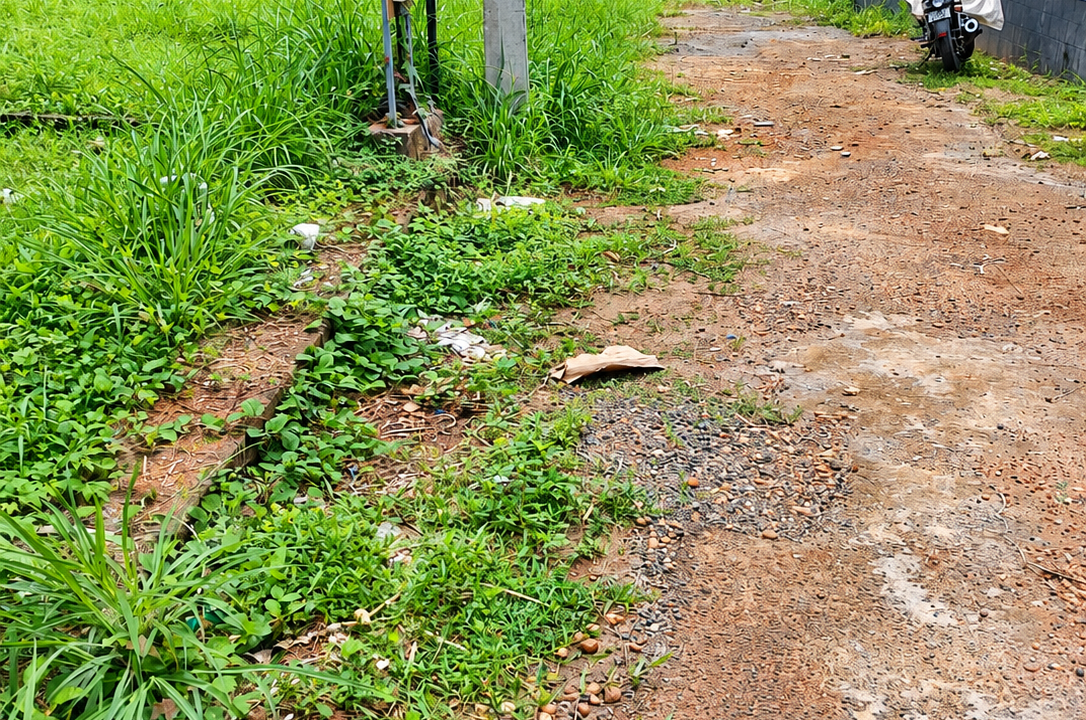 Tropical Rural Lane with Motorcycle and Palms