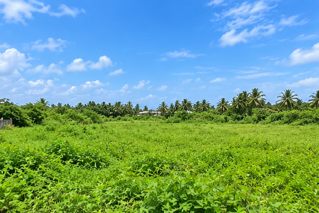 land_view_3_south